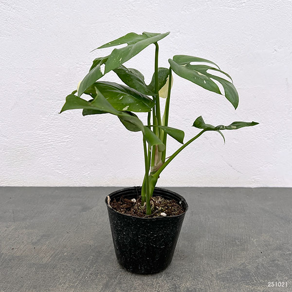 園芸ネット本店｜ヒメモンステラ：斑入り 3号ポット の通販【公式】