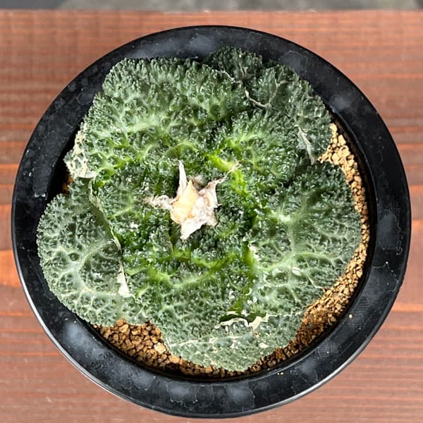 園芸ネット本店｜アリオカルプス：亀甲牡丹 ゴジラ（竜神接ぎ降し） 4