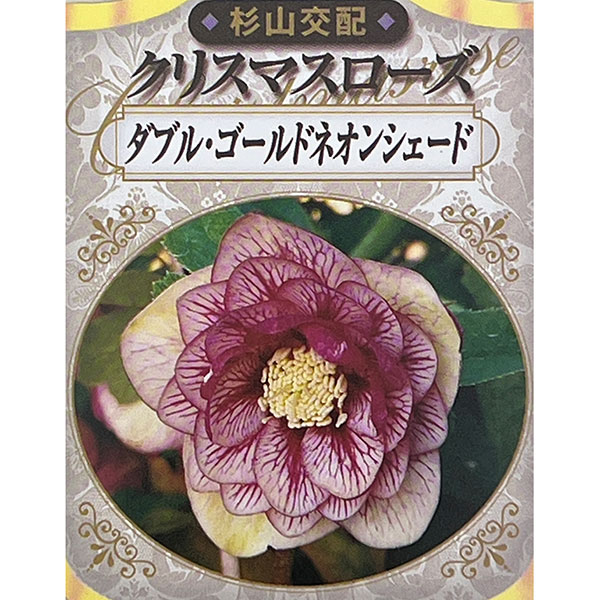 園芸ネット本店｜杉光園芸（杉山交配）さんのクリスマスローズ：ダブル