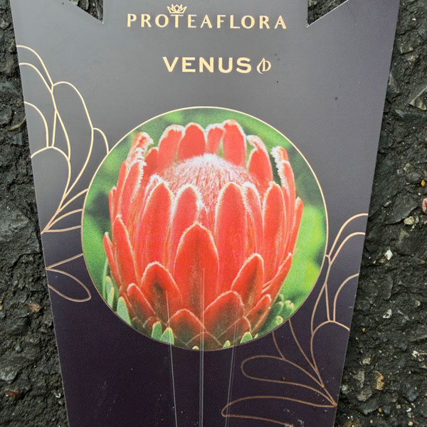 園芸ネット本店｜プロテア：ビーナス 7号鉢植え の通販【公式】