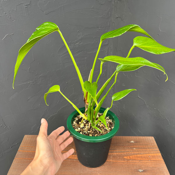 園芸ネット本店｜モンステラ：バールマルクスフレーム 5号鉢植え25-01