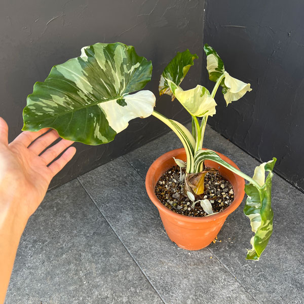 園芸ネット本店｜クワズイモ：斑入り 7号25-01 の通販【公式】