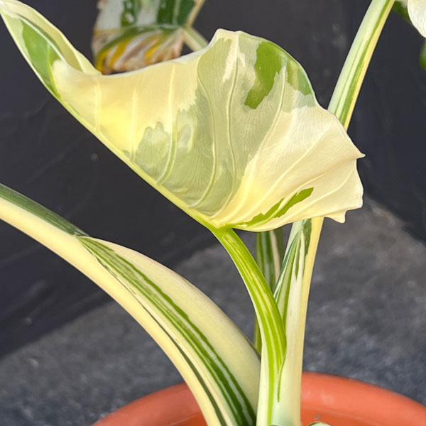 園芸ネット本店｜クワズイモ：斑入り 7号25-01 の通販【公式】