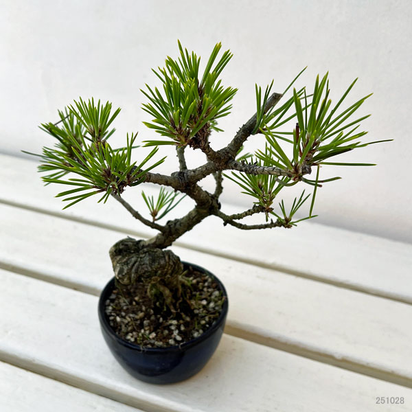 園芸ネット本店｜クロマツ（黒松）：小品盆栽 25-01 の通販【公式】