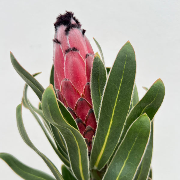園芸ネット本店｜プロテア：オーストラリスルビー 5号鉢植え の通販