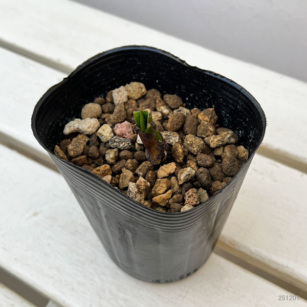 園芸ネット本店｜ミズバショウ（水芭蕉）3.5号ポット の通販【公式】