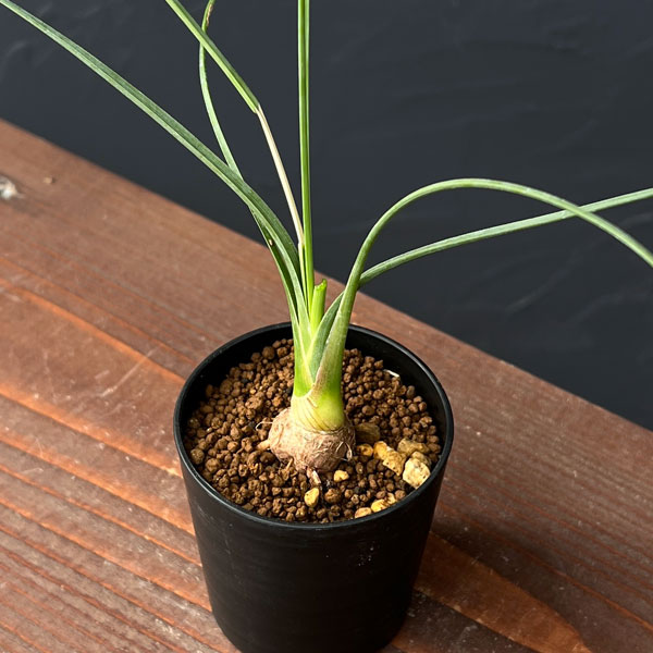 園芸ネット本店｜カリバナス：フーケリー 2.5号鉢植え の通販【公式】