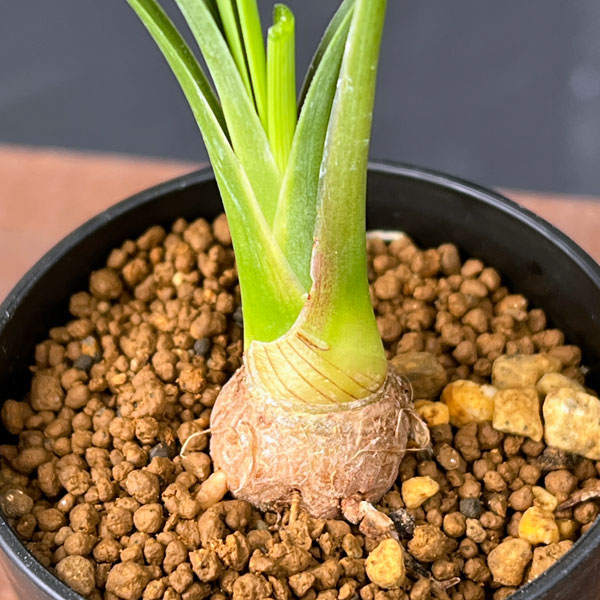 園芸ネット本店｜カリバナス：フーケリー 2.5号鉢植え の通販【公式】