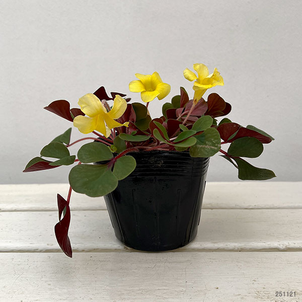 園芸ネット本店｜オキザリス：ペアリーフ3.5号ポット の通販【公式】