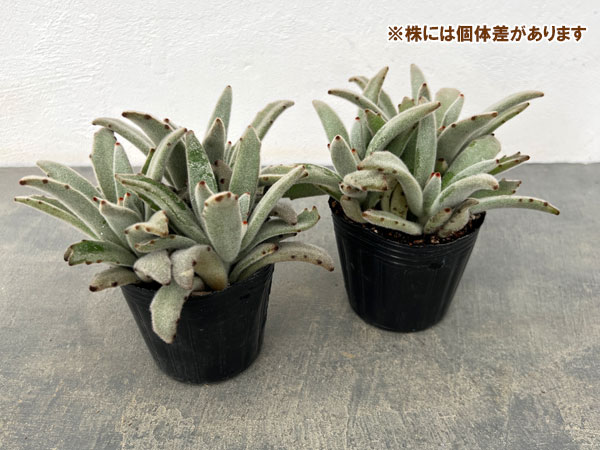 園芸ネット本店｜カランコエ：パンダうさぎ 3号ポット の通販【公式】