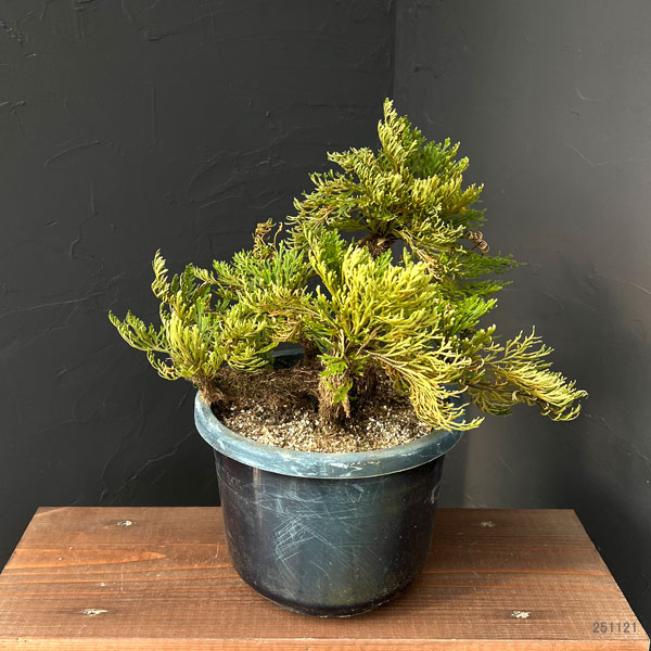 園芸ネット本店｜イワヒバ：盆栽風仕立て（品種不明）7号鉢植え25-01