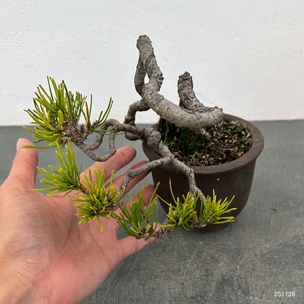 園芸ネット本店｜アカマツ（赤松）：小品盆栽 25-02 の通販【公式】