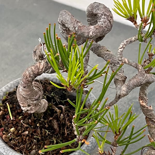 園芸ネット本店｜アカマツ（赤松）：小品盆栽 25-03 の通販【公式】