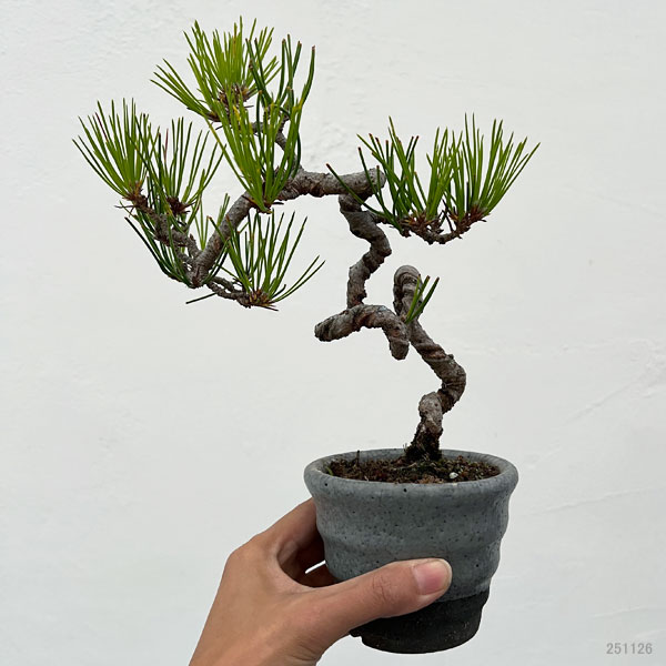 園芸ネット本店｜アカマツ（赤松）：小品盆栽 25-04 の通販【公式】