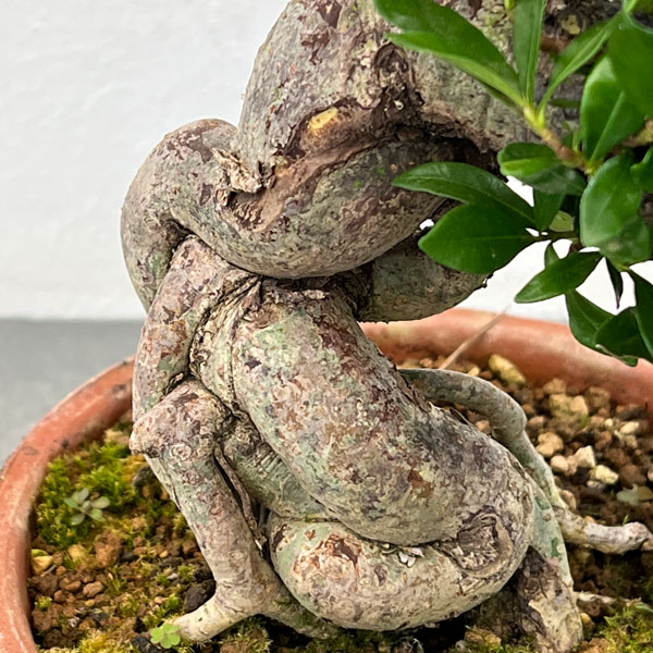 園芸ネット本店｜クチナシ：極太 陶器鉢植え25-01 の通販【公式】