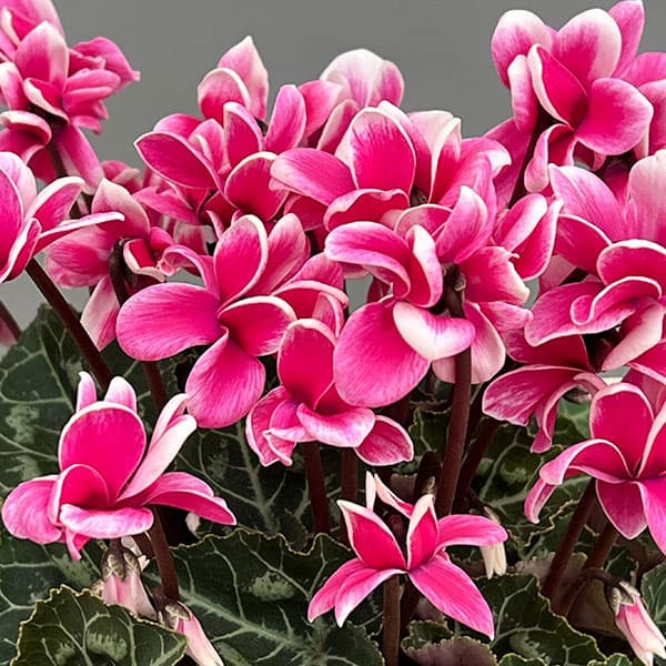 園芸ネット本店｜シクラメン：チモ ピコティ ローズピンク4号鉢植え の