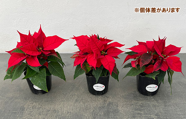 LEDポインセチア アラベスク 約2.5メートル LEDポインセチア