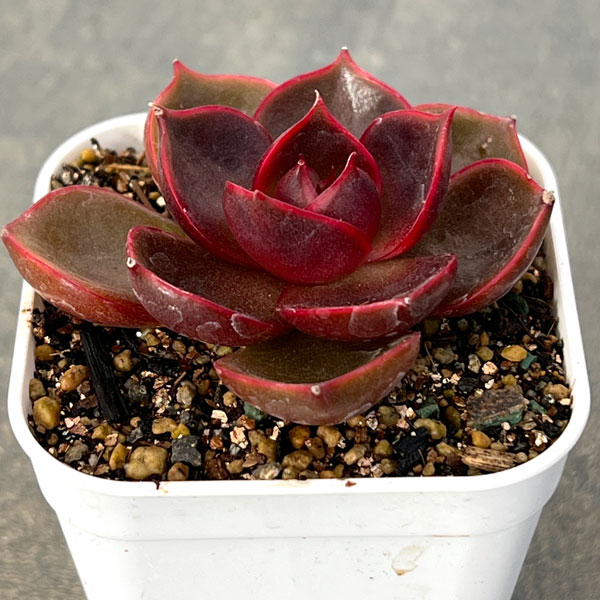 園芸ネット本店｜エケベリア：トラフィックライト 2.5号ポット の通販