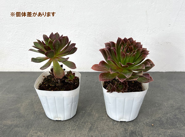 園芸ネット本店｜アエオニウム：炎の鳳凰法師 3.5号ポット の通販【公式】