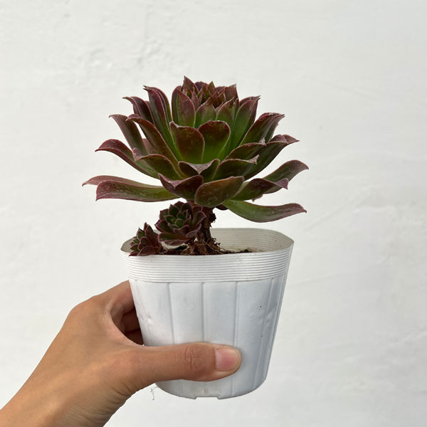 園芸ネット本店｜アエオニウム：炎の鳳凰法師 3.5号ポット の通販【公式】