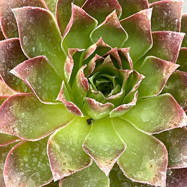 園芸ネット本店｜アエオニウム：炎の鳳凰法師 3.5号ポット の通販【公式】