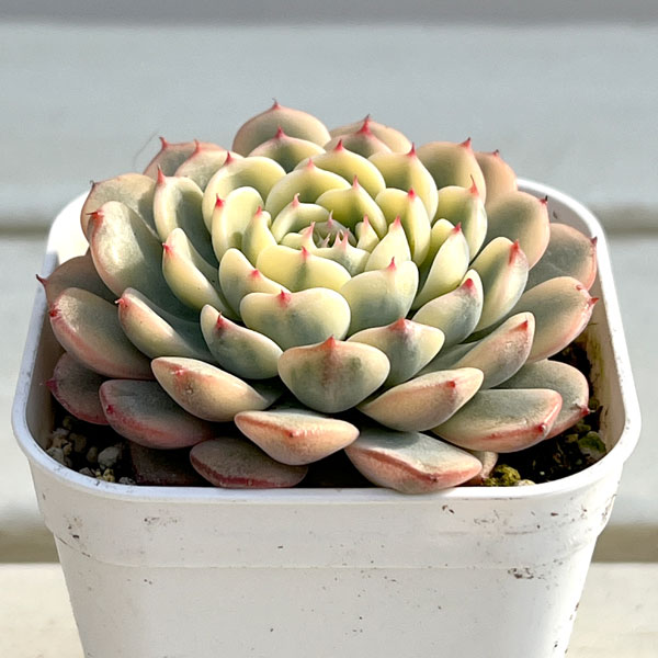 園芸ネット本店｜エケベリア：ブルーミニマ錦 2.5号 の通販【公式】