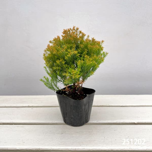 園芸ネット本店｜コニファー（サワラ）：ブルーバード(ボールバード