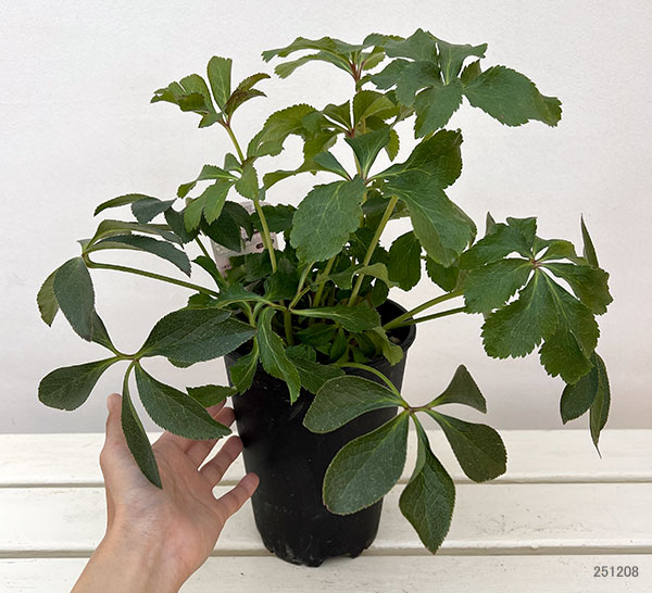 園芸ネット本店｜高正園さんのクリスマスローズ：ダブル レッド5号