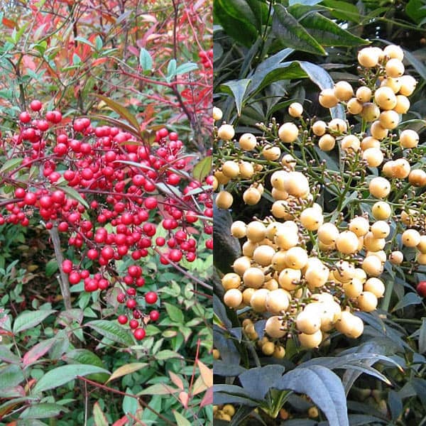 園芸ネット本店｜ナンテン(南天）：3-3.5号ポット紅白4株セット の通販