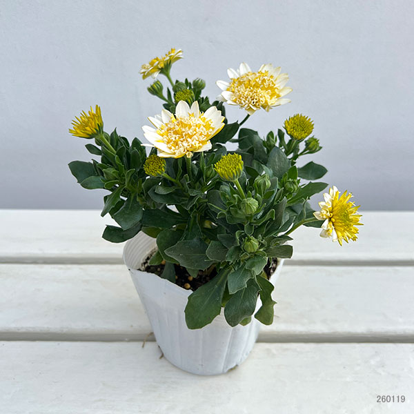 園芸ネット本店｜オステオスペルマム：プリンセス バナナタルト3.5号