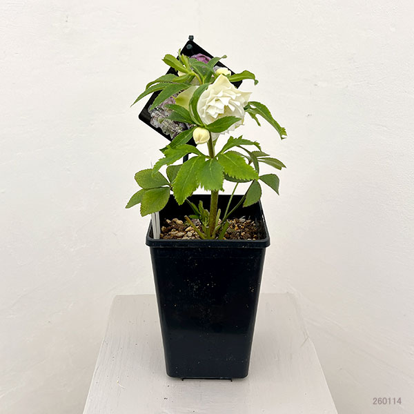 園芸ネット本店｜クリスマスローズ：セレクトダブル26-31レフレール系