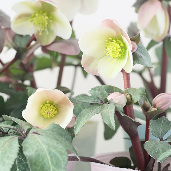 クリスマスローズ 大木ナーサリー 原種交配 超小輪 ひとつひとつの違い