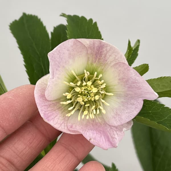 園芸ネット本店｜クリスマスローズ：セレクトシングル26-06／1.5L