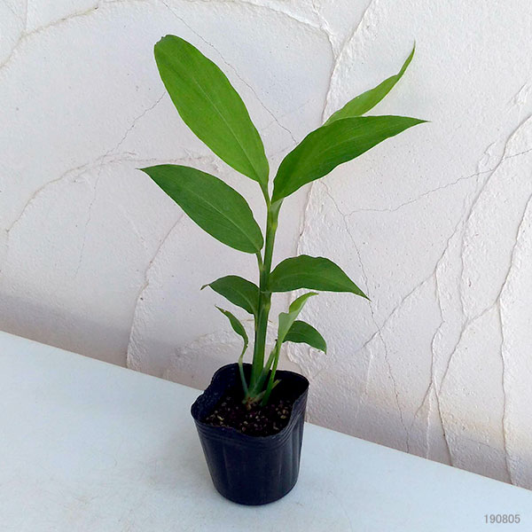 園芸ネット本店｜ミョウガ3号ポット2株セット の通販【公式】