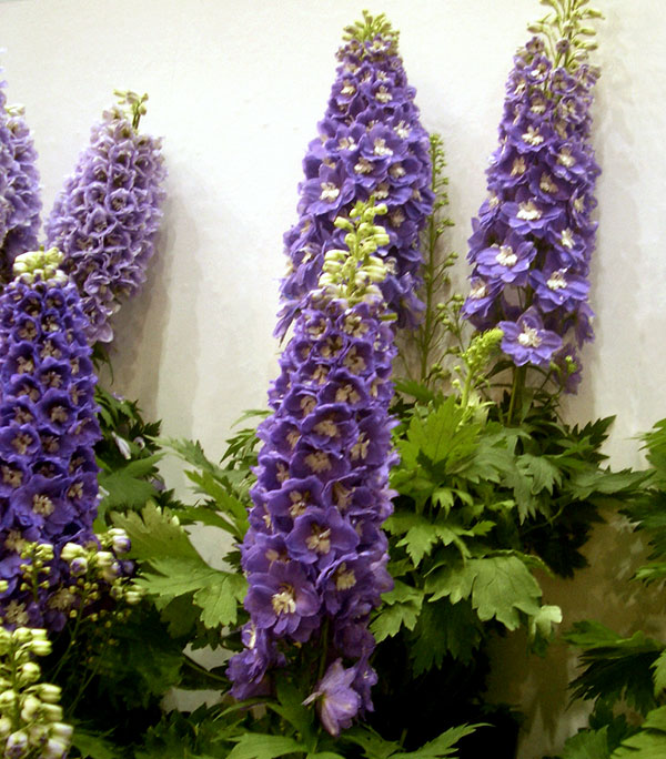 園芸ネット本店｜デルフィニウム：F1オーロラ ライトパープル3号ポット