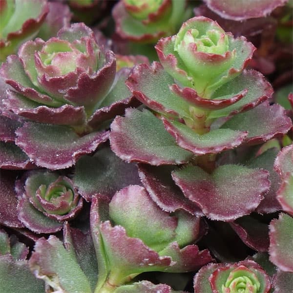 園芸ネット本店｜セダム：ドラゴンズブラッド3号ポット の通販【公式】