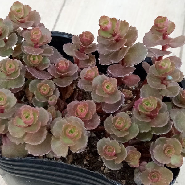 園芸ネット本店｜セダム：ドラゴンズブラッド3号ポット の通販【公式】