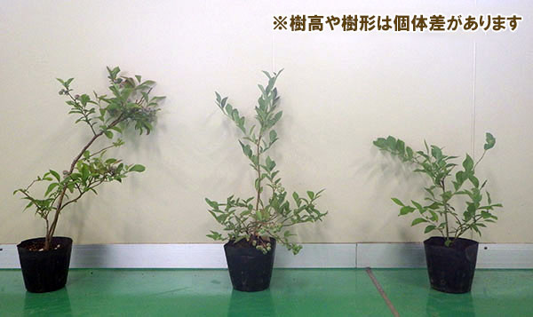 園芸ネット本店｜ブルーベリー：大実ラビッドアイ系5号3種セット