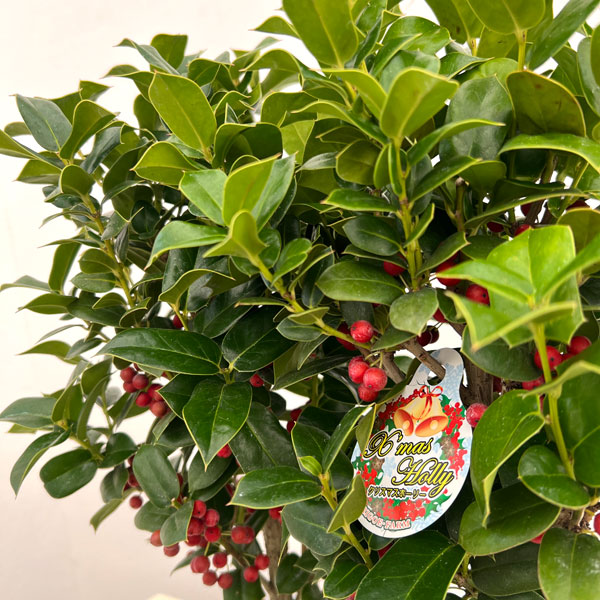 園芸ネット本店｜クリスマスホーリー4号鉢植え 高さ約30cm の通販【公式】