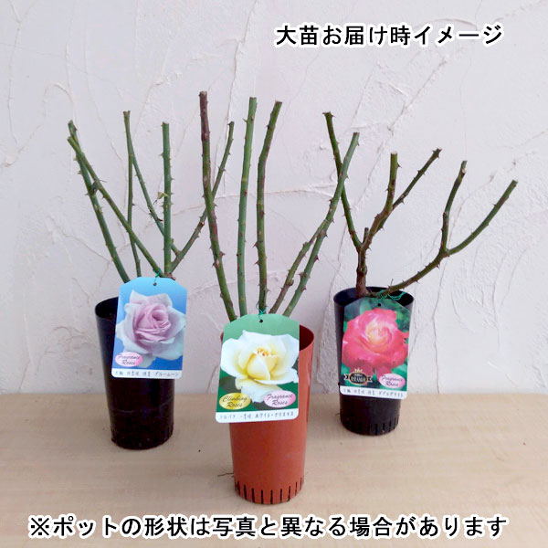 園芸ネット本店｜オールドローズ：ブラッシュ ノアゼット大苗 の通販