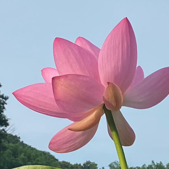 大賀ハスの種 50粒の通販 by 無添加ショップこだわり屋｜ラクマ