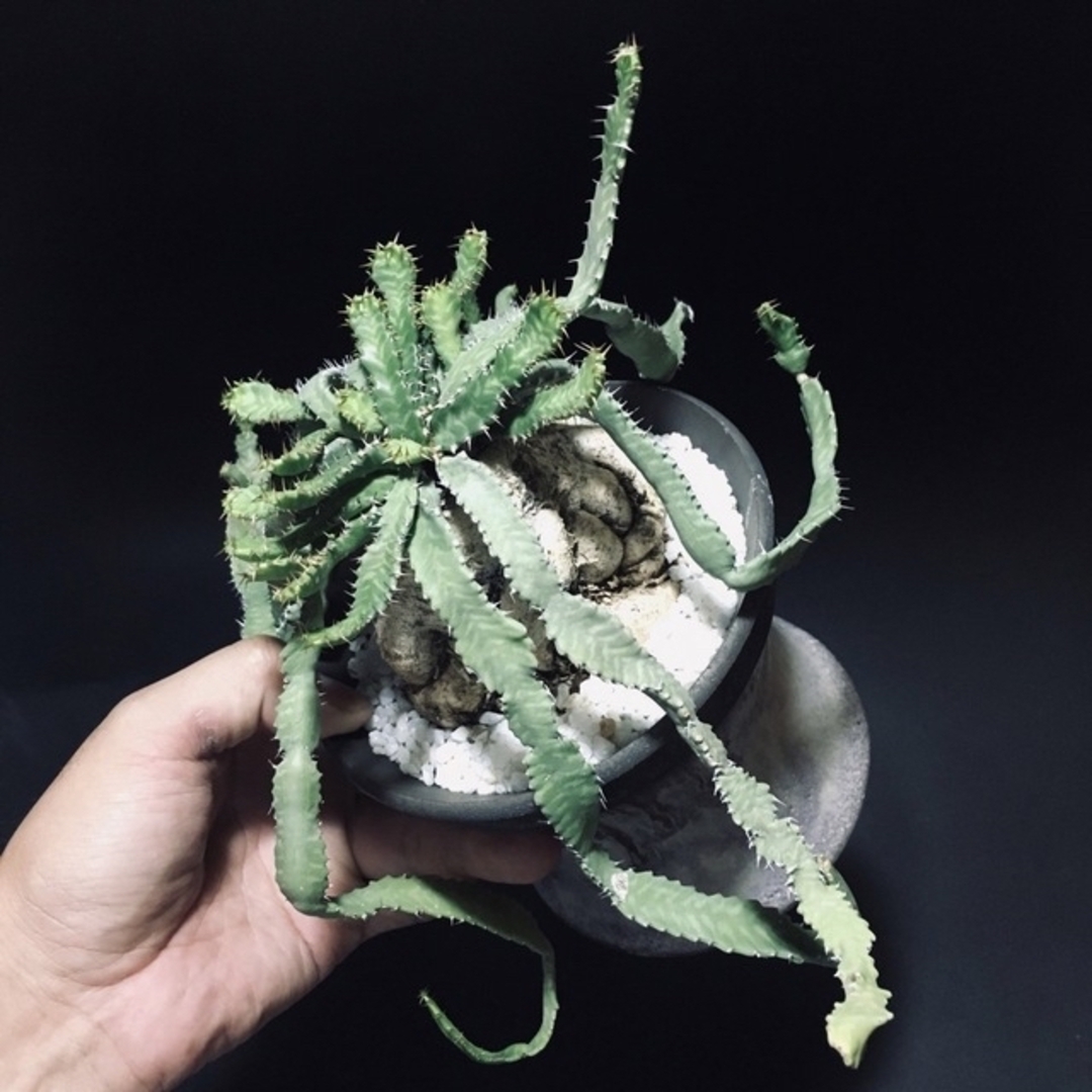 NEIGHBORHOOD - 送料無料 入手困難 激レア ユーフォルビア 飛竜 カタチ