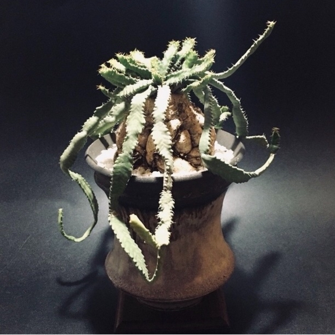 NEIGHBORHOOD - 送料無料 入手困難 激レア ユーフォルビア 飛竜 カタチ