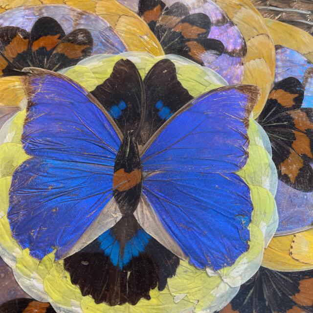 額縁付き】モルフォ蝶 アート【壁掛け可能】の通販 by 大根's shop｜ラクマ