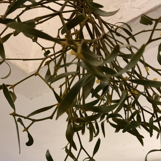 北海道 宿木 ヤドリギ 希少 フライングリースの通販 by 花萌花｜ラクマ