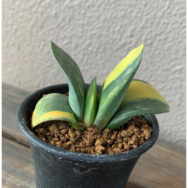 多肉植物 ガステリア ピランシー錦➁抜き苗の通販 by AQUA｜ラクマ