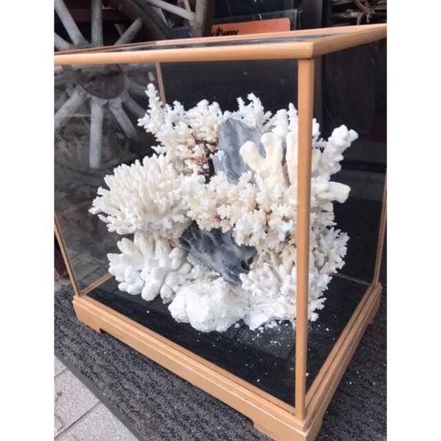 珊瑚礁、飾り珊瑚、飾りサンゴ、珊瑚、ガラスケース付き珊瑚礁の通販