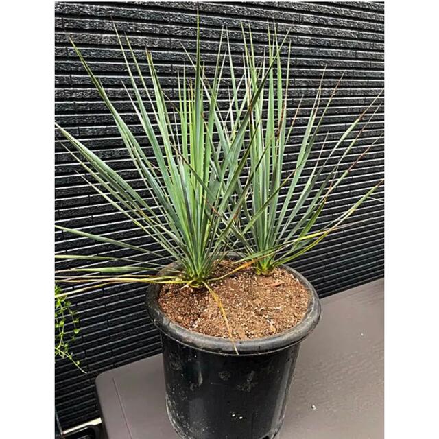 超お得な②株SET❗️どちらも子株②つ❗️ユッカ ロストラータ の通販