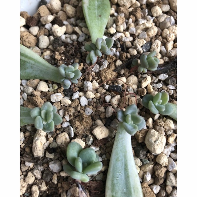 多肉植物 パキフィツム 紫麗殿錦 葉挿し 7枚セット 発芽発根済みの通販