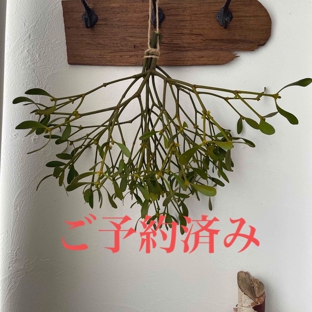 北海道ヤドリギ ヤドリギ 希少 No.29 フライングリース 縁起物の通販